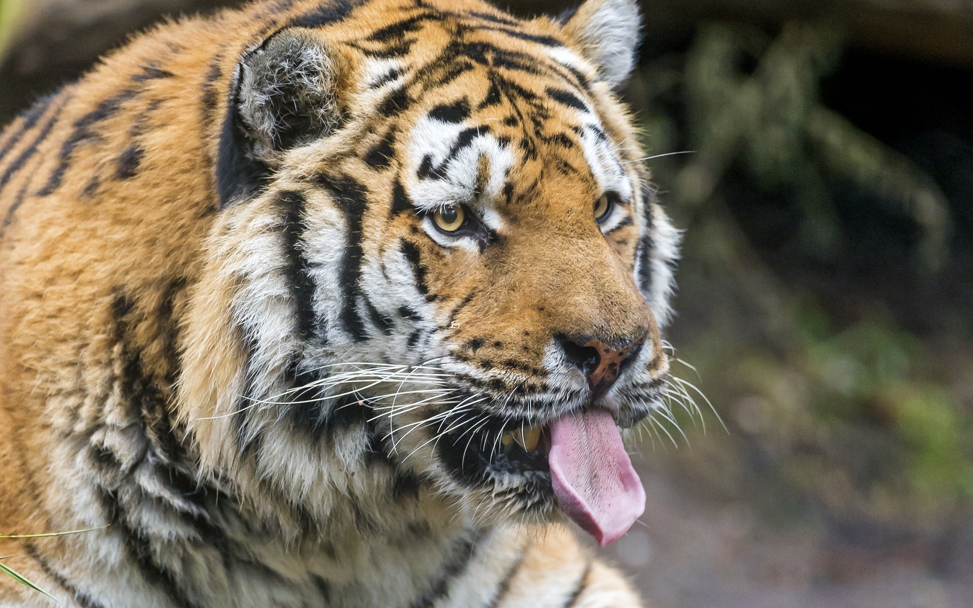 Картинки тигр, хищник, лицо, высунутый язык фото и обои на рабочий стол