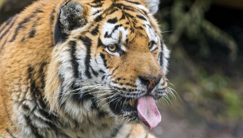 тигр, хищник, лицо, высунутый язык