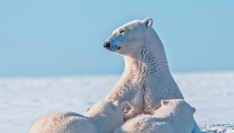полярный медведь, белый медведь, снег, молодой, уход