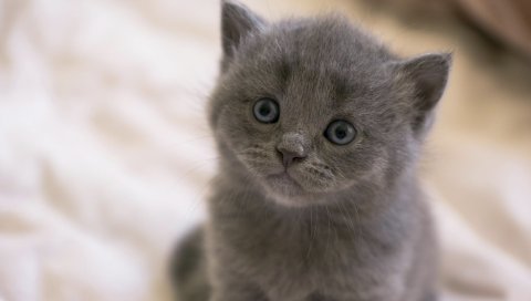 британский котенок, лицо, глаза
