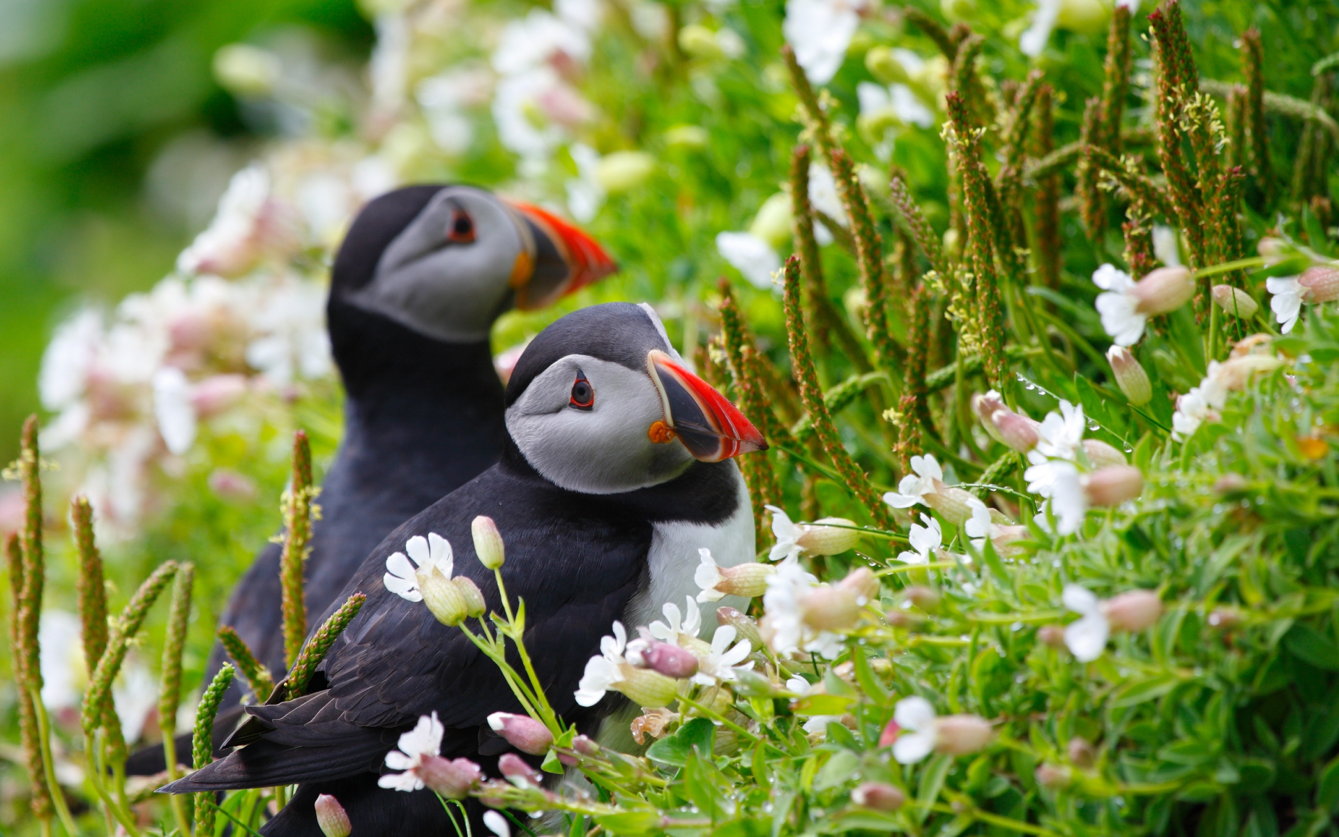 Картинки Puffin, пара, цветы, роса, уши, трава, взгляд фото и обои на рабочий стол