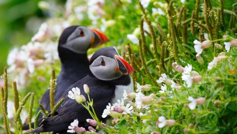Puffin, пара, цветы, роса, уши, трава, взгляд