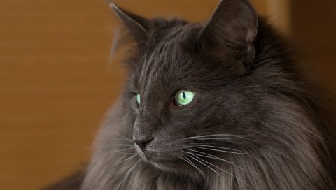 кошка, пушистый, выглядят
