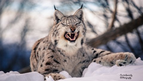 рысь, снег, хищник,большая кошка