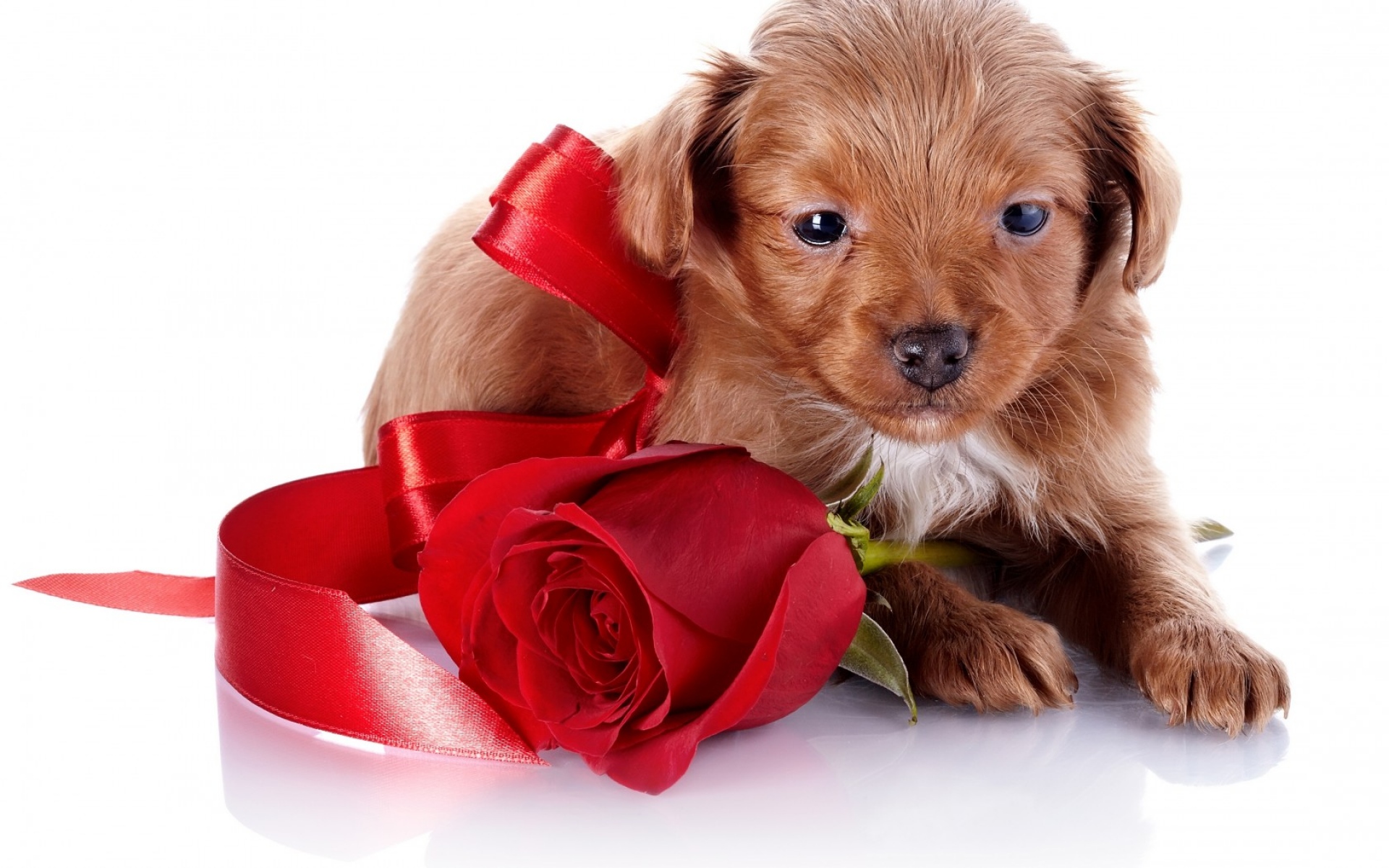 Картинки щенок, собака, роза, цветок фото и обои на рабочий стол