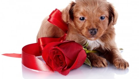 щенок, собака, роза, цветок