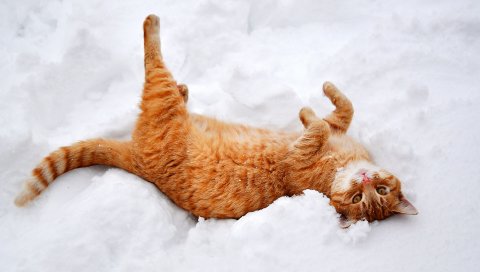 кот, лапы, лежит, снег, зима, природа