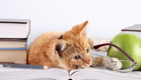 кошка, ложь, книги, яблоко, очки, карандаш