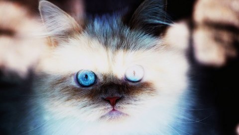 котенок, кошка , пушистый, голубоглазый