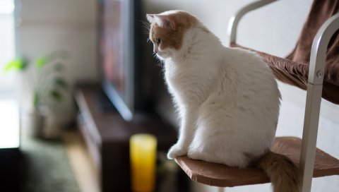 кот, стул, профиль