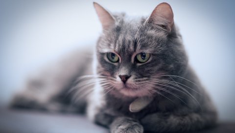 кошки , морда, усы, глаза, размытие