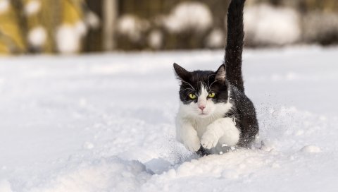 Кошка, зима, снег, прыжок