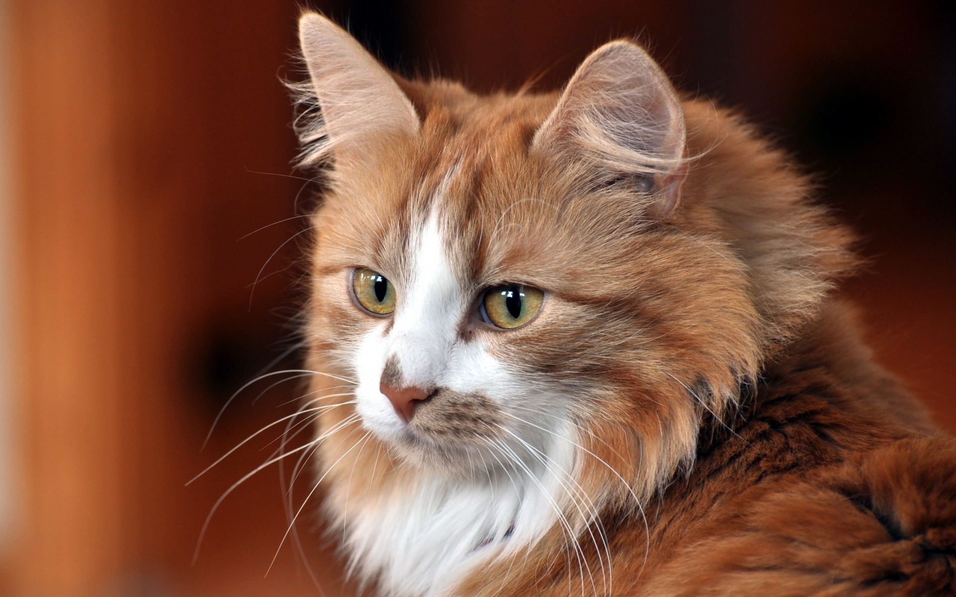 Картинки Кошка, лицо, кот, классная кошка, симпатичная кошка фото и обои на рабочий стол
