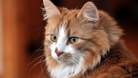 Кошка, лицо, кот, классная кошка, симпатичная кошка