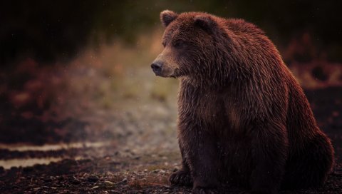 Медведь, коричневый, влажный, сидит, палец