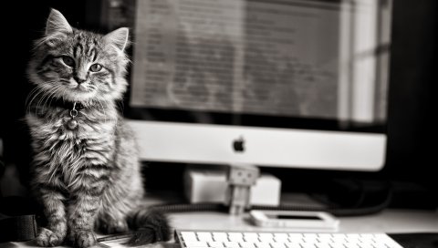 Котенок, кошка, компьютер, клавиатура, яблоко, макро, черный и белый