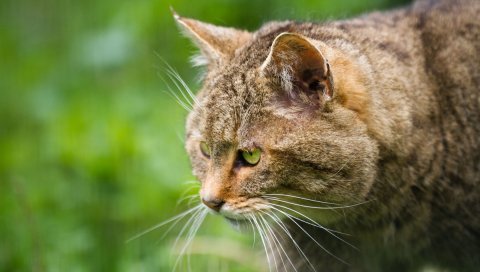 Дикая кошка, лицо, профиль