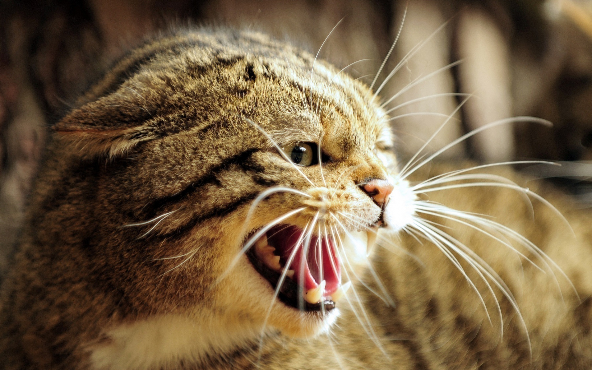 Картинки Европейская дикая кошка, дикая кошка, лицо, зубы, челюсти, зубы, ярость, гнев фото и обои на рабочий стол