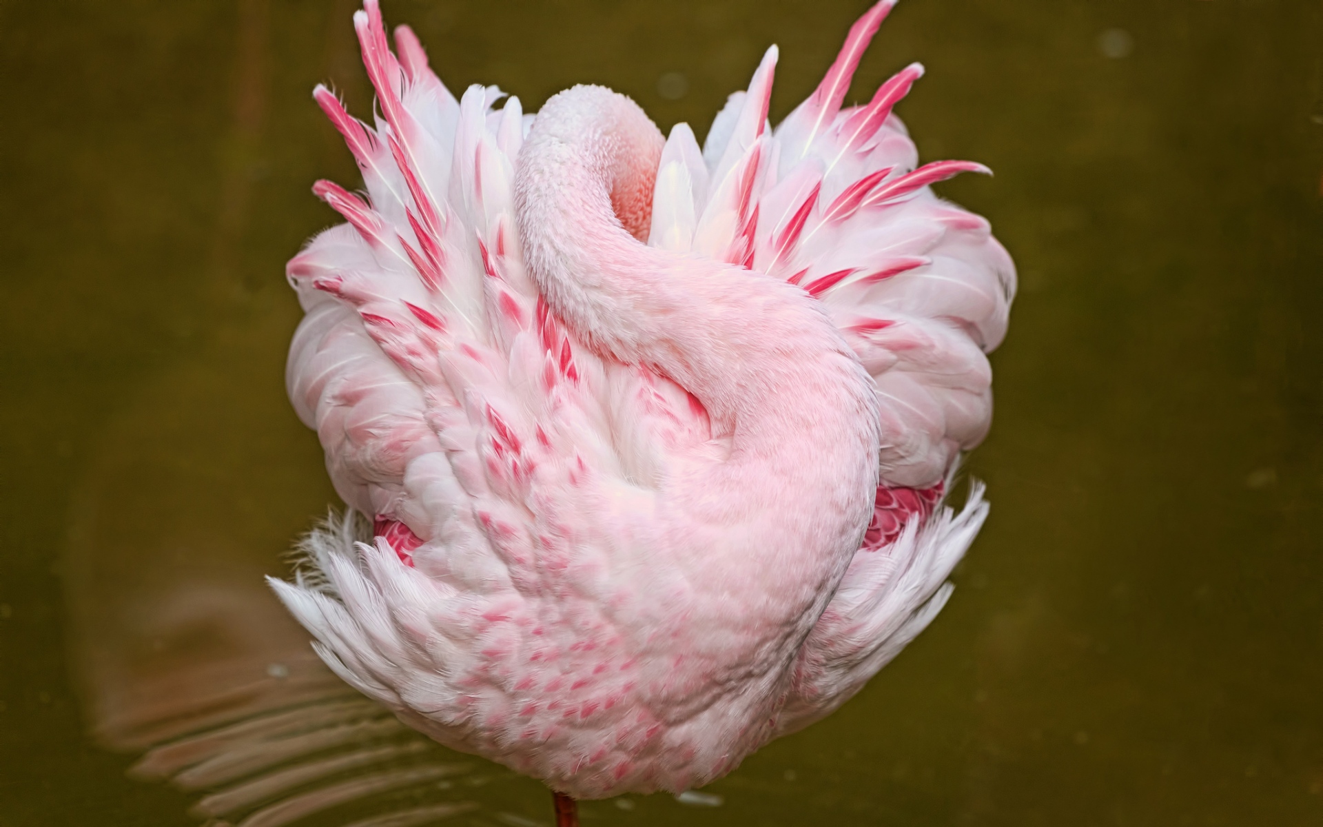 Розовый Фламинго птица