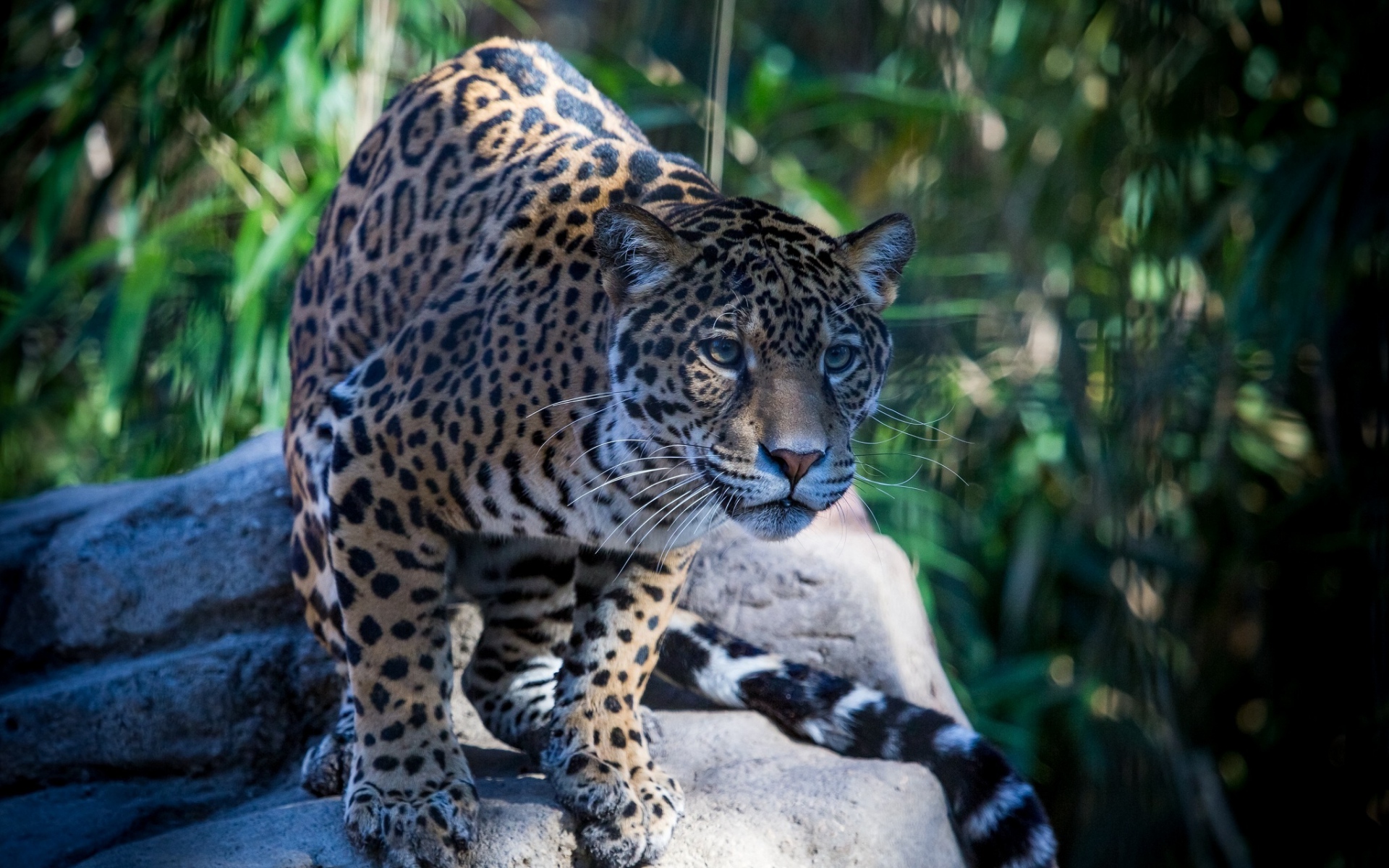 Картинки Ягуар, дикая кошка, хищник, морда фото и обои на рабочий стол