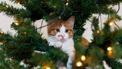 Кошка, котенок, новогодняя елка, игривая