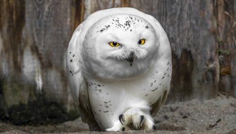 Сова, клюв, желтые глаза, хищник
