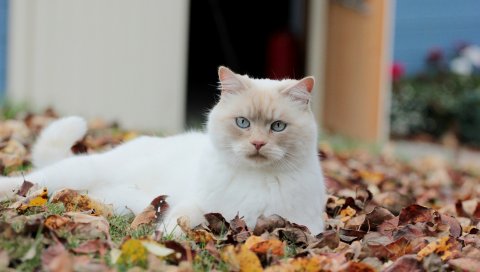 Кошка, листья, осень, мертвые, белые, глаза