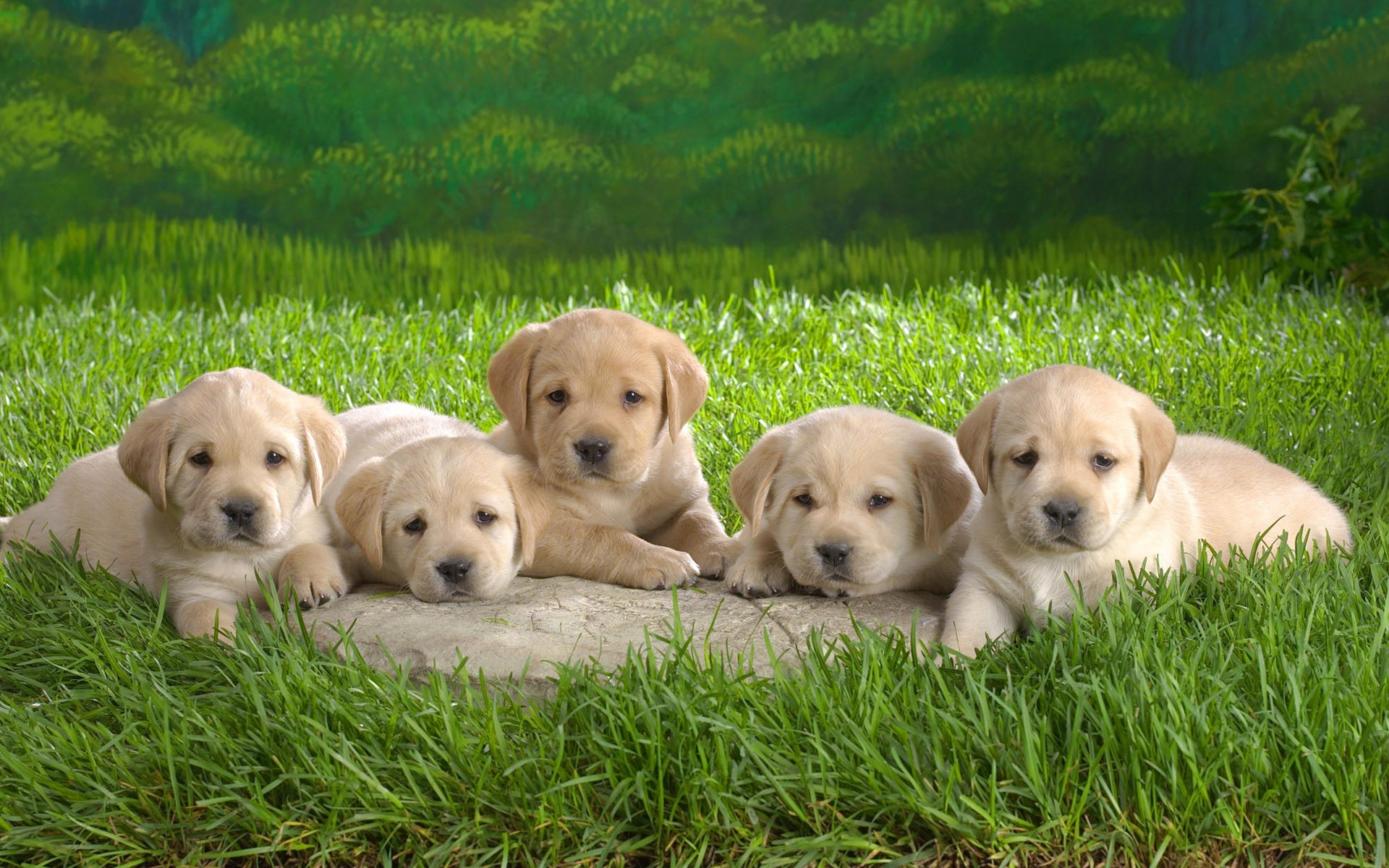 Картинки Лабрадор, щенки, трава, собаки фото и обои на рабочий стол