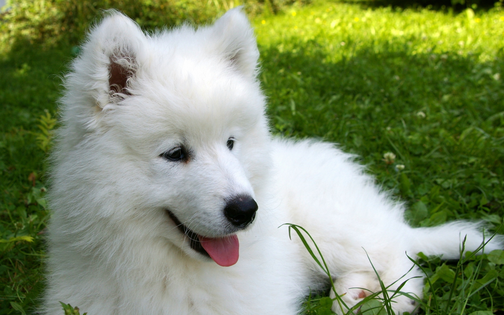 Картинки Samoyed, щенок, трава фото и обои на рабочий стол