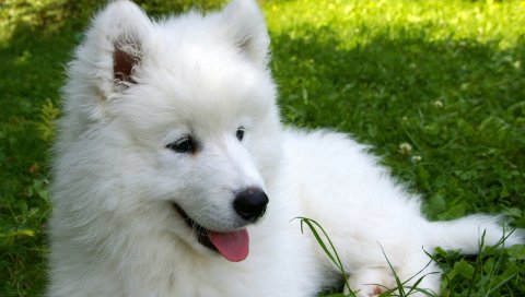 Samoyed, щенок, трава