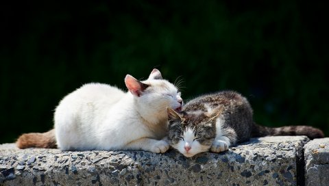 Кошки, пара, нежность, забота, весна