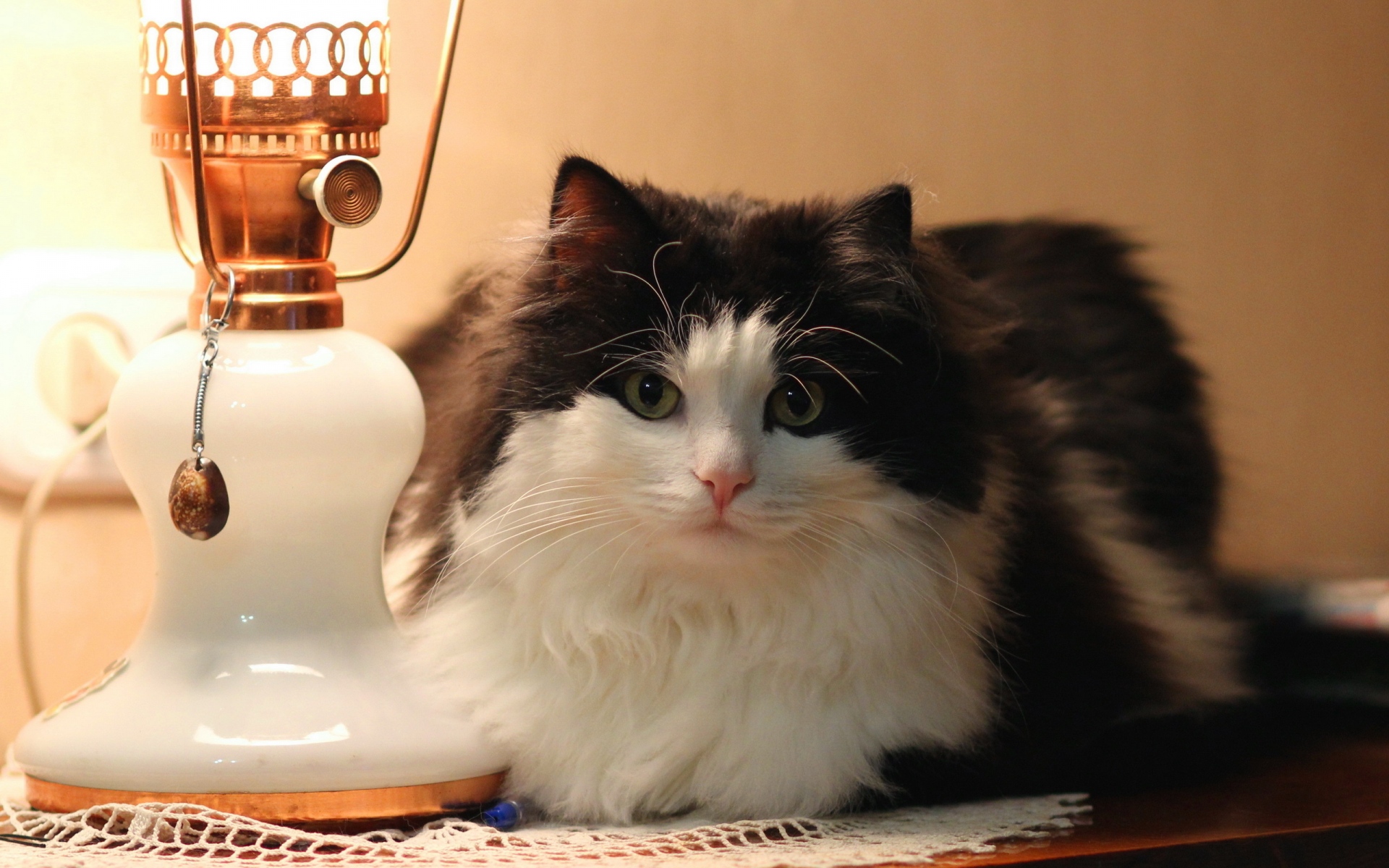 Картинки Кошка, лампа, пушистая, лежа фото и обои на рабочий стол