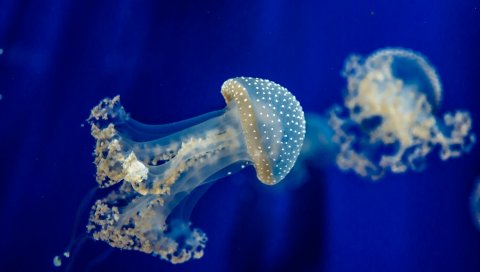Медузы, подводные, морские
