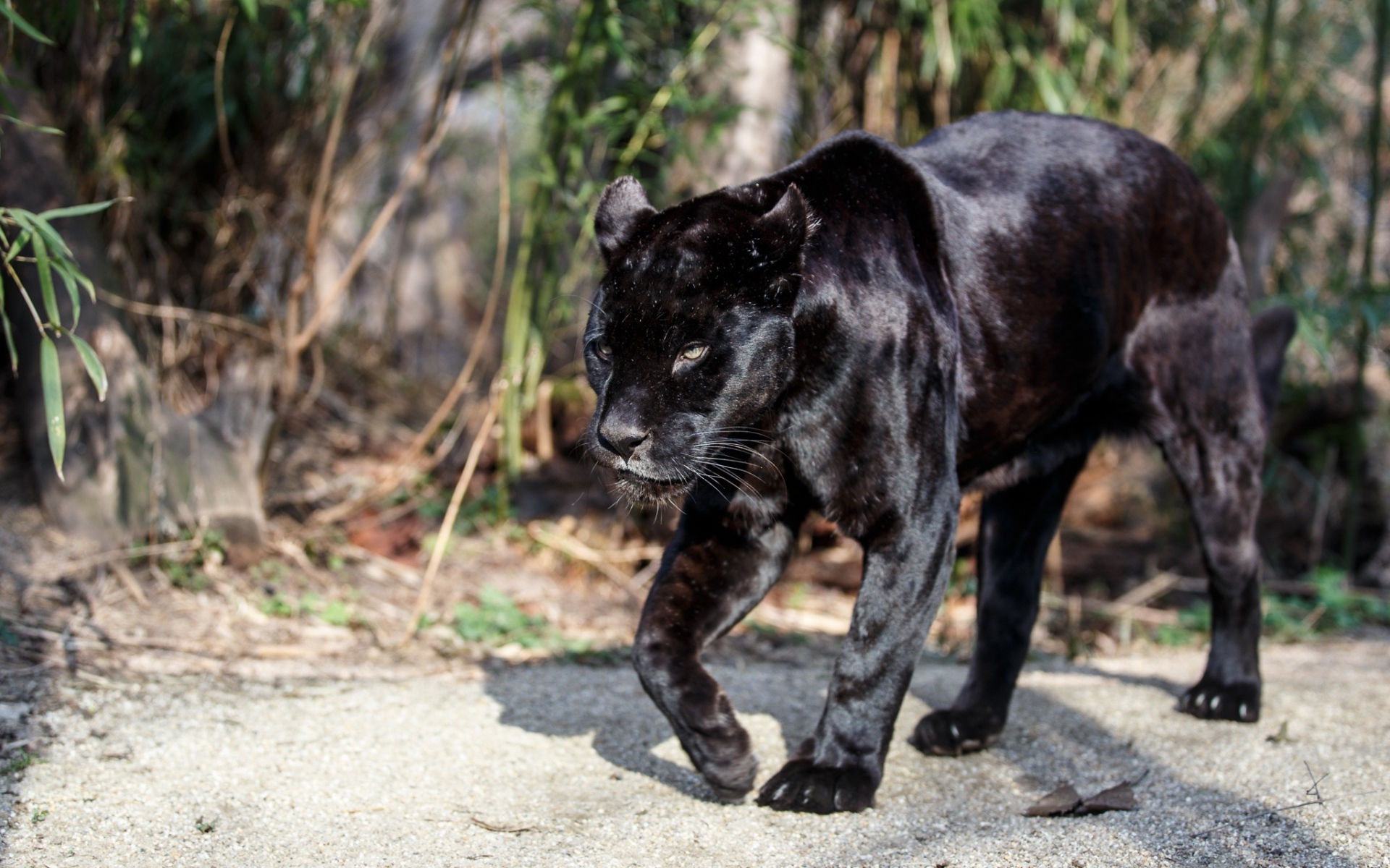 Картинки Ягуар, пантера, дикая кошка, хищник, прогулка фото и обои на рабочий стол