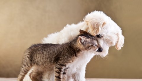 щенка, котенка, друзья, животные, уход,нежность