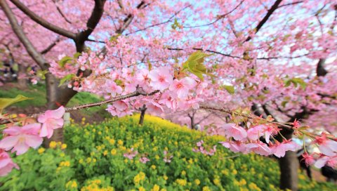 весна, цветение, дерево,цветы