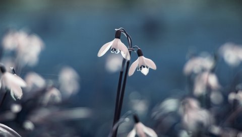 подснежник, первоцвет, цветы, капли