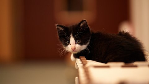 котенок, малыш, пятнистый, размытость
