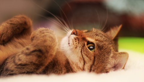 кот, лежа, прохладный кошка, красивая кошка