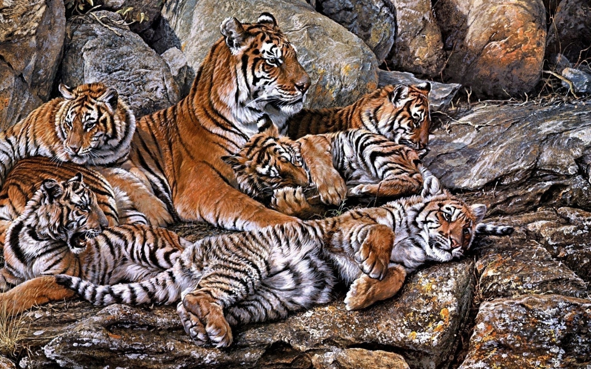 Картинки тигры, хищники, молодые, ВСД фото и обои на рабочий стол