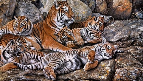 тигры, хищники, молодые, ВСД
