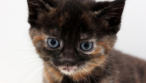 котенок, милый , цвет, глаза