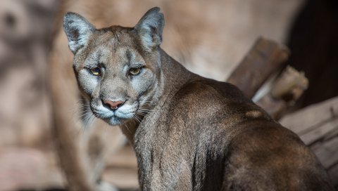 PUMA, пумы, горный лев, дикая кошка, хищник, морда