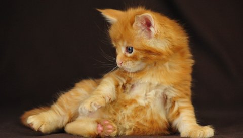 котенок, милый кот, пушистый