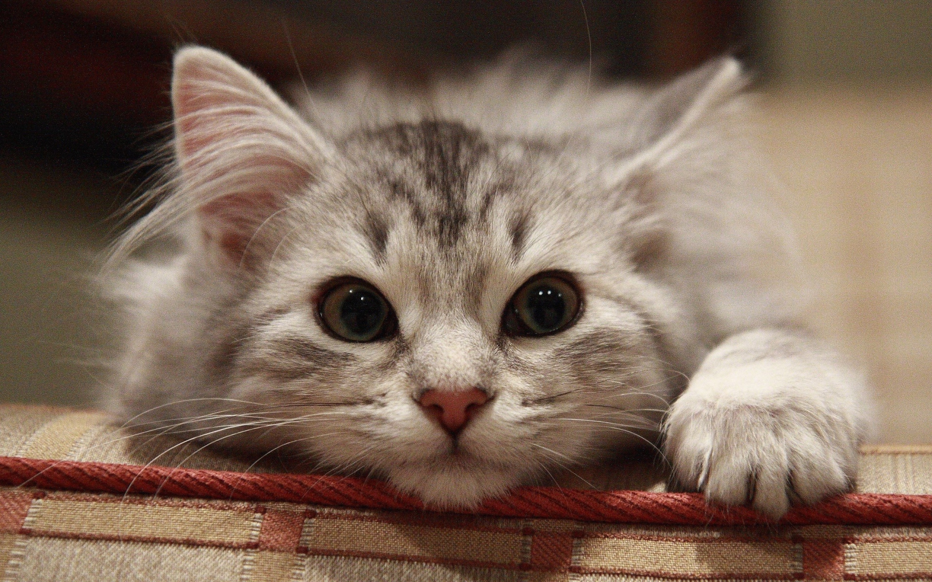 котенок взгляд милый kitten view cute без смс