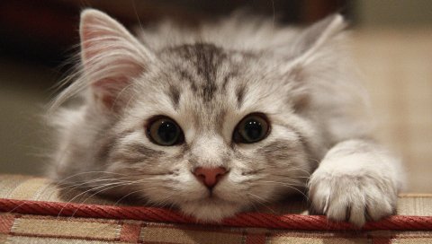 красивая кошка, кот, морда, пушистый
