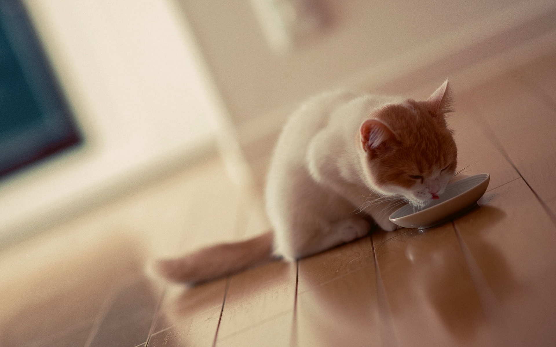 Картинки кошка, миска, питание, милый кот, прохладный кот фото и обои на рабочий стол