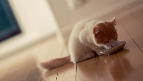 кошка, миска, питание, милый кот, прохладный кот