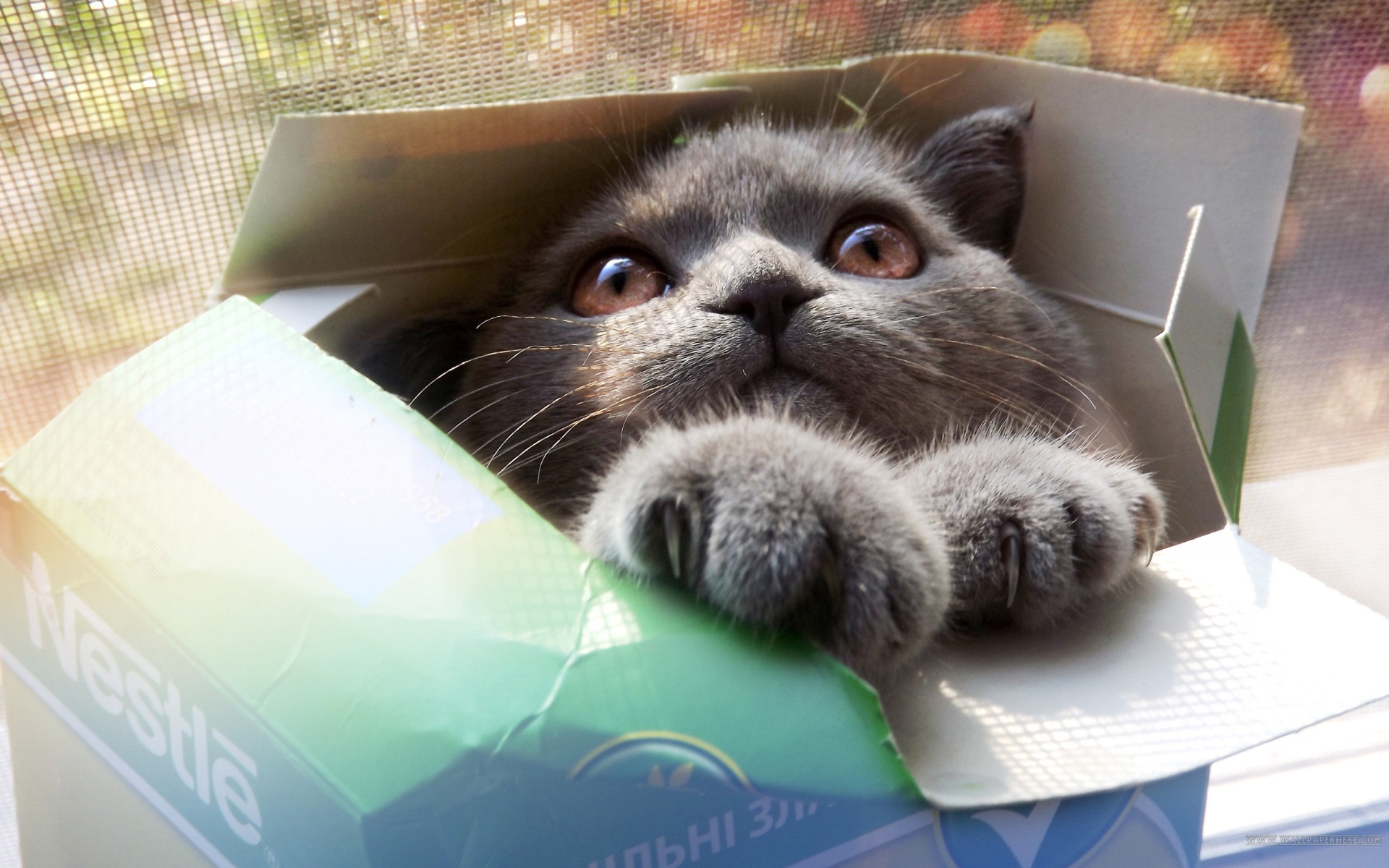 Картинки котенок, кошка, коробка, прохладная кошка, смешные кошки, смешные фото и обои на рабочий стол