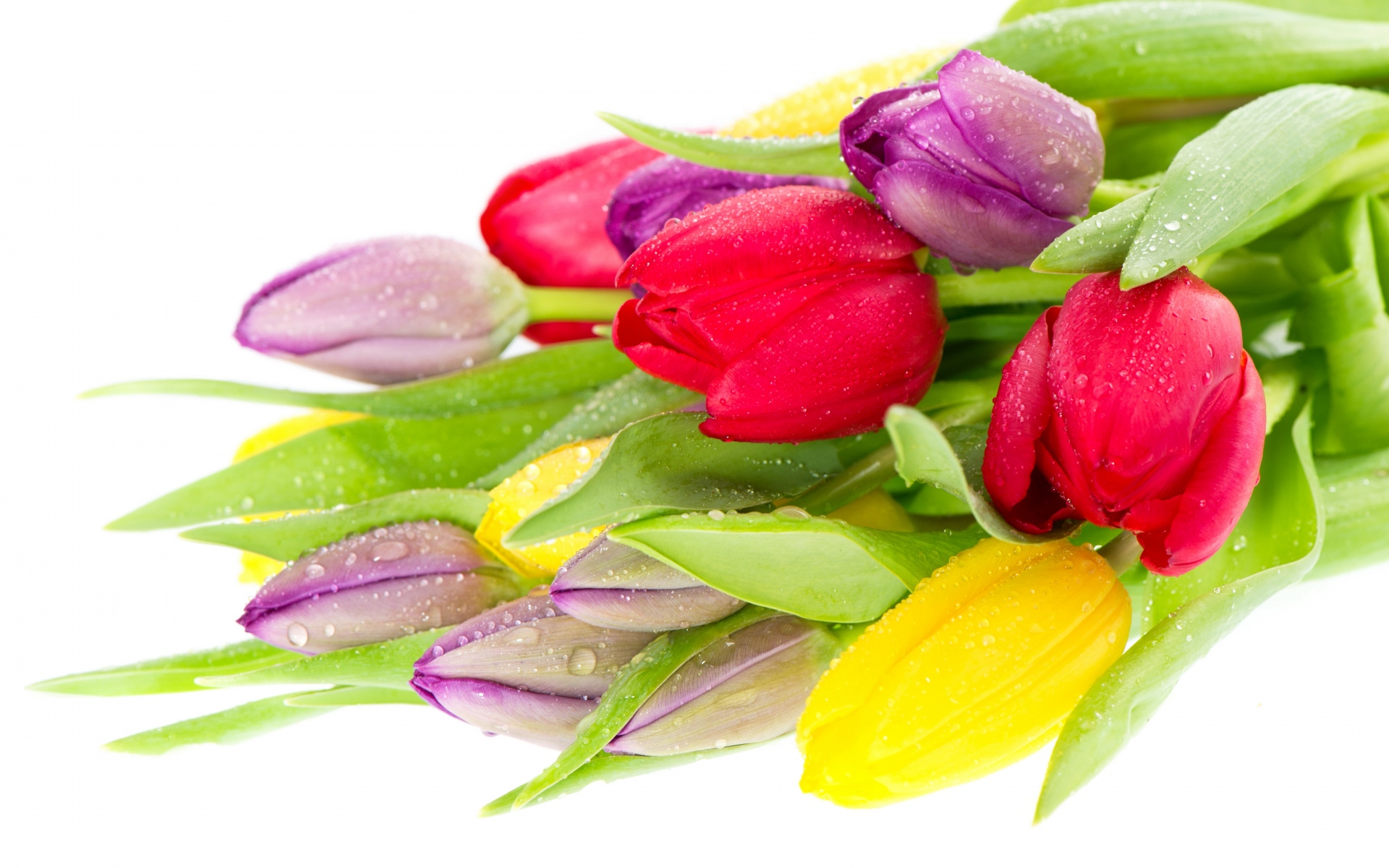 Картинки праздника, женщины, тюльпаны, цветок, желтая, красная, фиолетовая фото и обои на рабочий стол